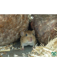 گونه ول اجتماعی Social Vole